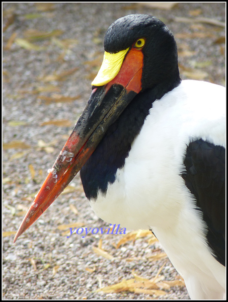 德國 漢堡 哈根貝克動物園 Tierpark Hagenbeck, Hamburg, Deutchland