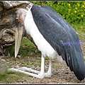 德國 漢堡 哈根貝克動物園 Tierpark Hagenbeck, Hamburg, Deutschland