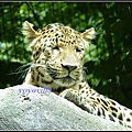 德國 漢堡 哈根貝克動物園 Tierpark Hagenbeck, Hamburg, Deutschland