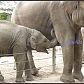 德國 漢堡 哈根貝克動物園 Tierpark Hagenbeck, Hamburg, Deutschland