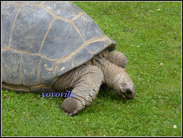 德國 漢堡 哈根貝克動物園 Tierpark Hagenbeck, Hamburg, Deutchland