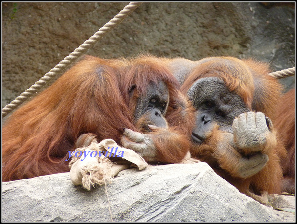 德國 漢堡 哈根貝克動物園 Tierpark Hagenbeck, Hamburg, Deutchland