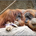 德國 漢堡 哈根貝克動物園 Tierpark Hagenbeck, Hamburg, Deutschland