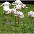 德國 漢堡 哈根貝克動物園 Tierpark Hagenbeck, Hamburg, Deutschland