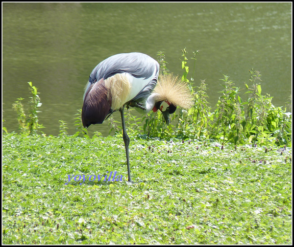 德國 漢堡 哈根貝克動物園 Tierpark Hagenbeck, Hamburg, Deutschland