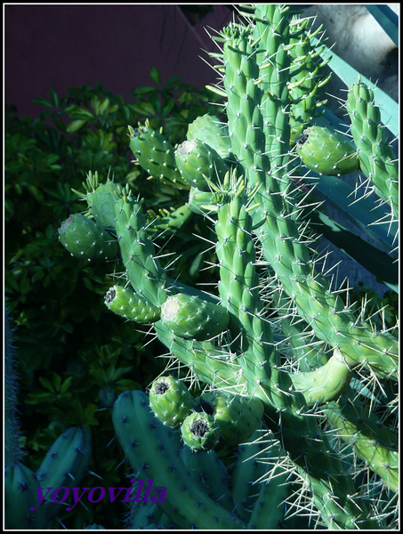 Marbella, Spain 西班牙 馬爾貝拉