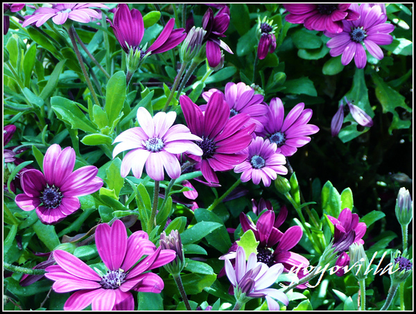 Marbella, Spain 西班牙 馬爾貝拉