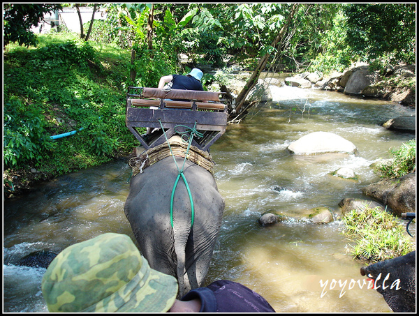 chiangMai 泰國清邁 大象訓練學校