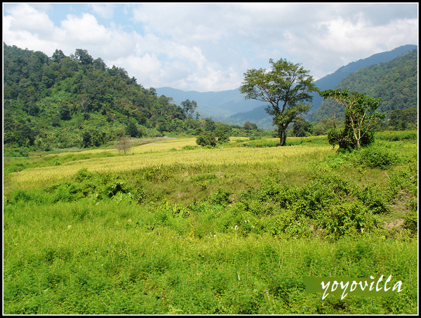 chiangMai 泰國清邁 大象訓練學校