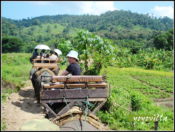 chiangMai 泰國清邁 大象訓練學校