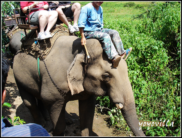 chiangMai 泰國清邁 大象訓練學校