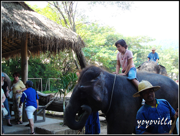 chiangMai 泰國清邁 大象訓練學校