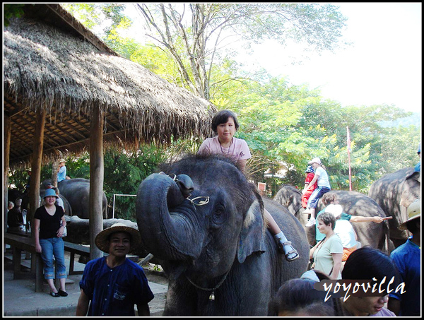 chiangMai 泰國清邁 大象訓練學校