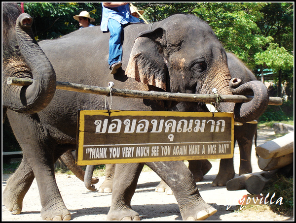 chiangMai 泰國清邁 大象訓練學校