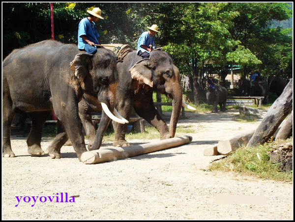 chiangMai 泰國清邁 大象訓練學校