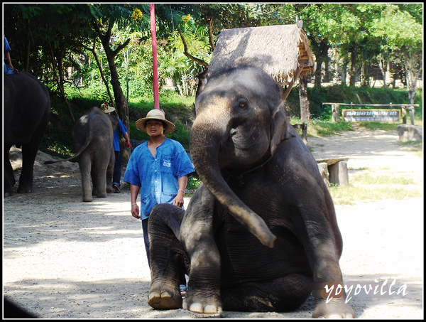 chiangMai 泰國清邁 大象訓練學校