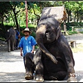 chiangMai 泰國清邁 大象訓練學校