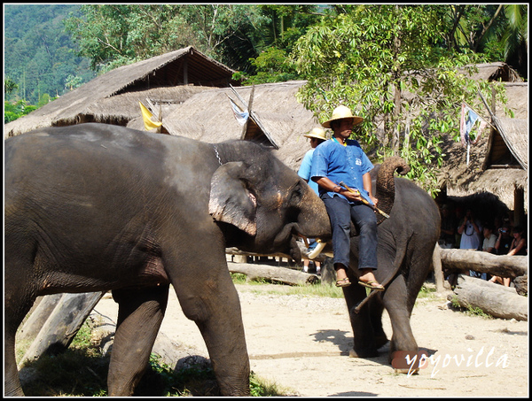 chiangMai 泰國清邁 大象訓練學校