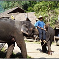 chiangMai 泰國清邁 大象訓練學校