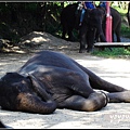 chiangMai 泰國清邁 大象訓練學校