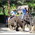 chiangMai 泰國清邁 大象訓練學校