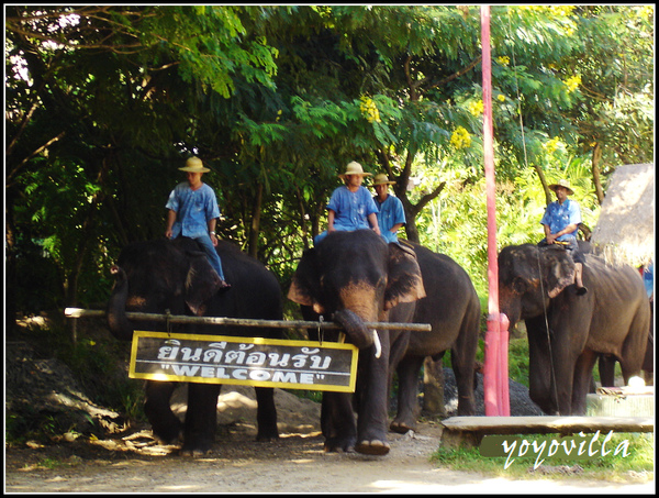 chiangMai 泰國清邁 大象訓練學校