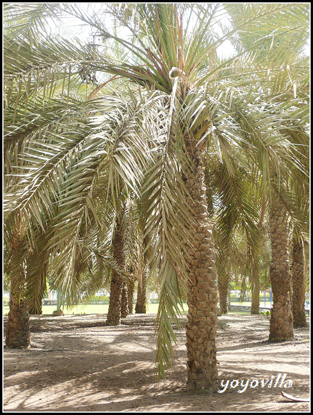 Jumeirah Beach, Dubai  杜拜的海水浴場