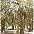 Jumeirah Beach, Dubai  杜拜的海水浴場