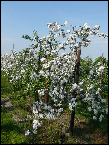 Altes Land, 德國易北河岸 Elbe，Germany