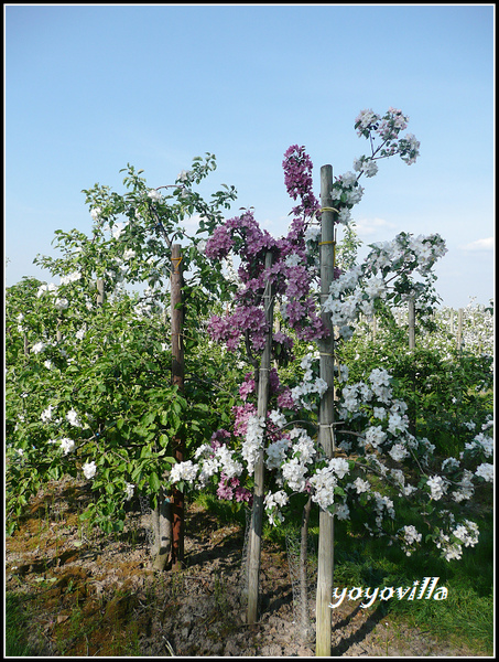 Altes Land, 德國易北河岸 Elbe，Germany