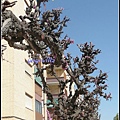 Almunecar, Spain 阿爾穆涅卡爾，安塔盧西亞，西班牙