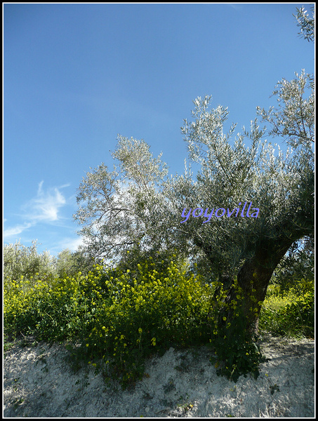 [西班牙] 安達盧西亞的春天 Andalusien, Spain