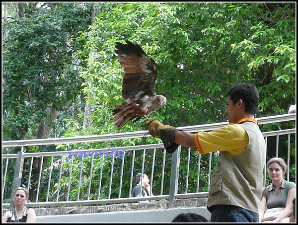 馬來西亞 吉隆坡 鳥園 Bird Park, Kualu Lumpur, Malaysia