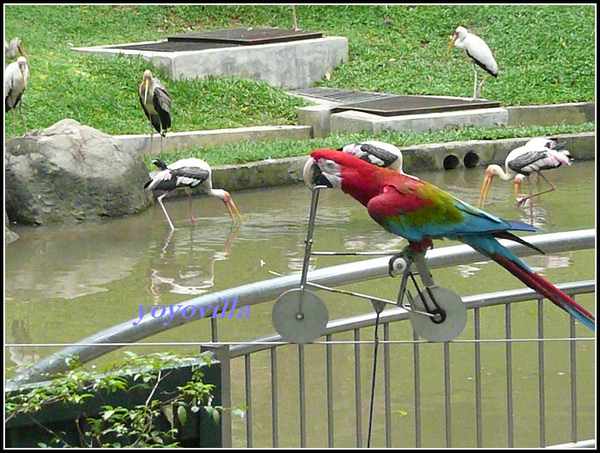 馬來西亞 吉隆坡 鳥園 Bird Park, Kualu Lumpur, Malaysia