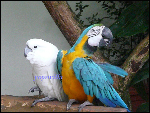 馬來西亞 吉隆坡 鳥園 Bird Park, Kualu Lumpur, Malaysia