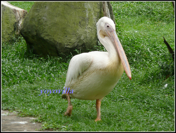 馬來西亞 吉隆坡 鳥園 Bird Park, Kualu Lumpur, Malaysia