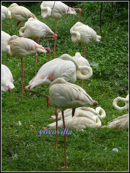 馬來西亞 吉隆坡 鳥園 Bird Park, Kualu Lumpur, Malaysia