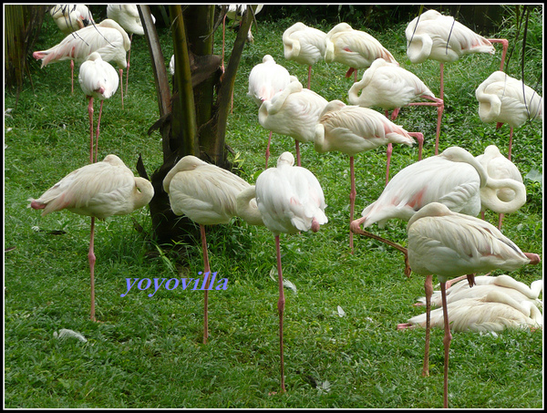 馬來西亞 吉隆坡 鳥園 Bird Park, Kualu Lumpur, Malaysia