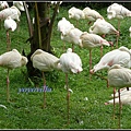 馬來西亞 吉隆坡 鳥園 Bird Park, Kualu Lumpur, Malaysia