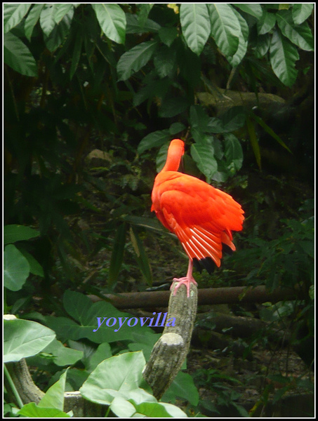 馬來西亞 吉隆坡 鳥園 Bird Park, Kualu Lumpur, Malaysia