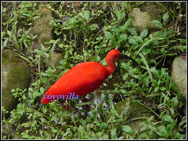 馬來西亞 吉隆坡 鳥園 Bird Park, Kualu Lumpur, Malaysia