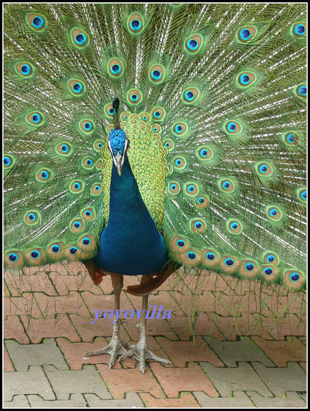 馬來西亞 吉隆坡 鳥園 Bird Park, Kualu Lumpur, Malaysia