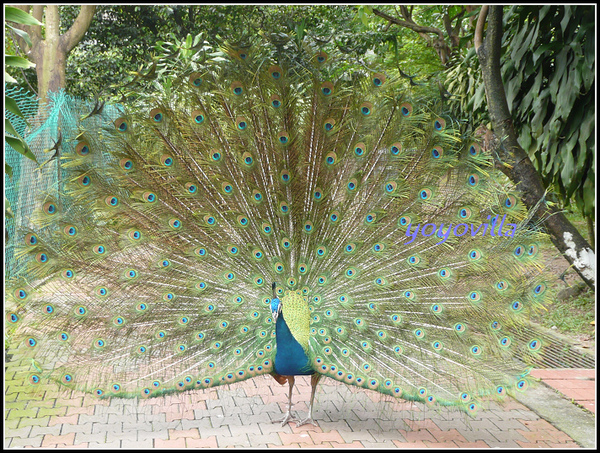 馬來西亞 吉隆坡 鳥園 Bird Park, Kualu Lumpur, Malaysia