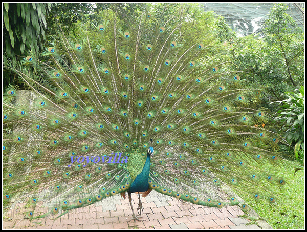 馬來西亞 吉隆坡 鳥園 Bird Park, Kualu Lumpur, Malaysia