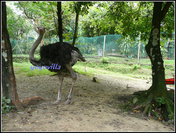 馬來西亞 吉隆坡鳥園bird Park Kualu Lumpur Malaysia 閒閒桂夫人 痞客邦 馬來西亞 吉隆坡鳥園bird Park Kualu Lumpur Malaysia 閒閒桂夫人 痞客邦