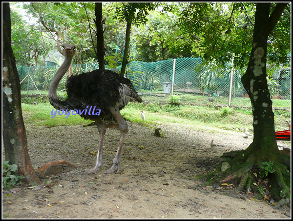 馬來西亞 吉隆坡 鳥園 Bird Park, Kualu Lumpur, Malaysia