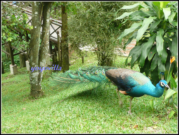 馬來西亞 吉隆坡 鳥園 Bird Park, Kualu Lumpur, Malaysia