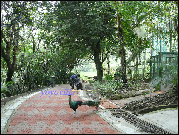 馬來西亞 吉隆坡 鳥園 Bird Park, Kualu Lumpur, Malaysia