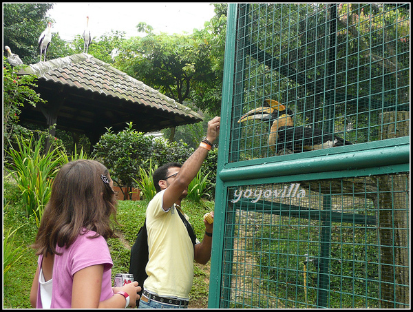 馬來西亞 吉隆坡 鳥園 Bird Park, Kualu Lumpur, Malaysia