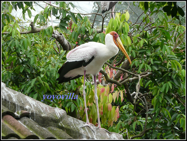 馬來西亞 吉隆坡 鳥園 Bird Park, Kualu Lumpur, Malaysia